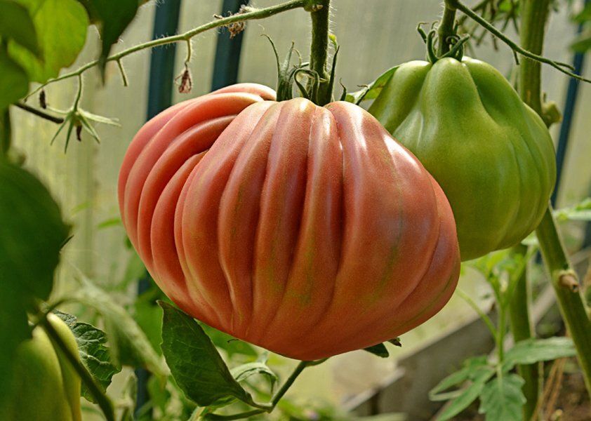 Ребристые томаты: удивительные сорта для вашего стола