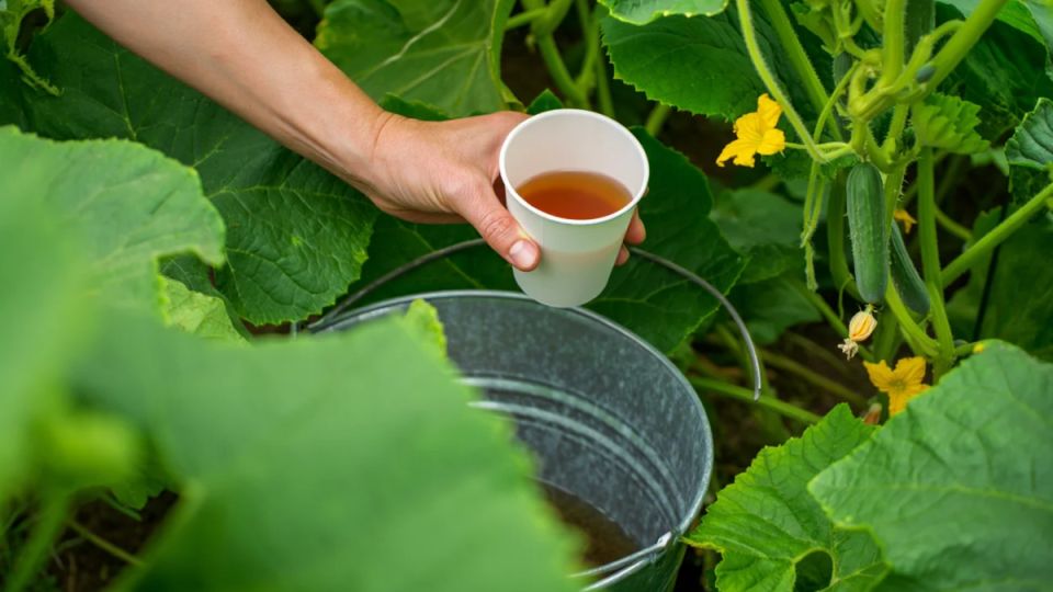 Как одна щепотка соли изменяет правила игры для огурцов