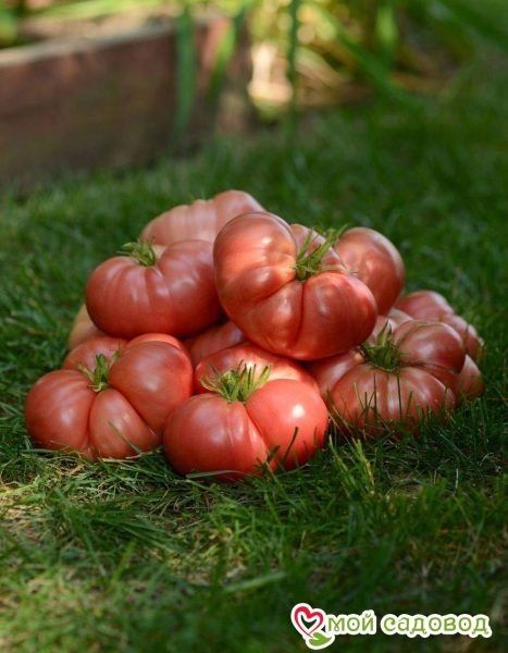 ����� ��� ������: ���� �� ����� ���!