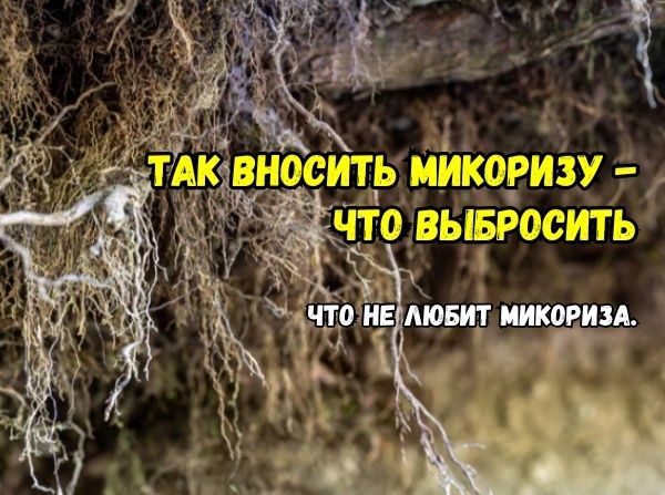 Как не допустить ошибок при использовании микоризы: советы для каждого садовода