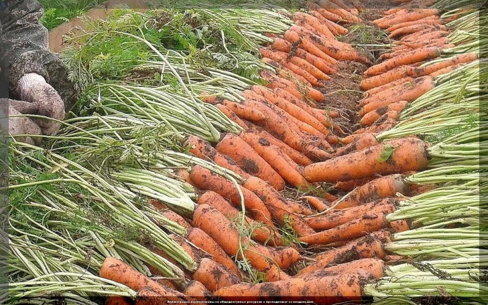 ������� ��������� ����������� �������