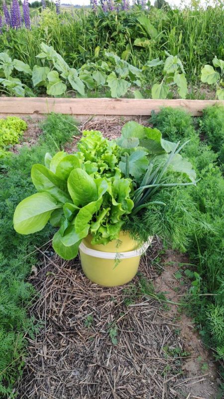 ������� ��������� ����-�������