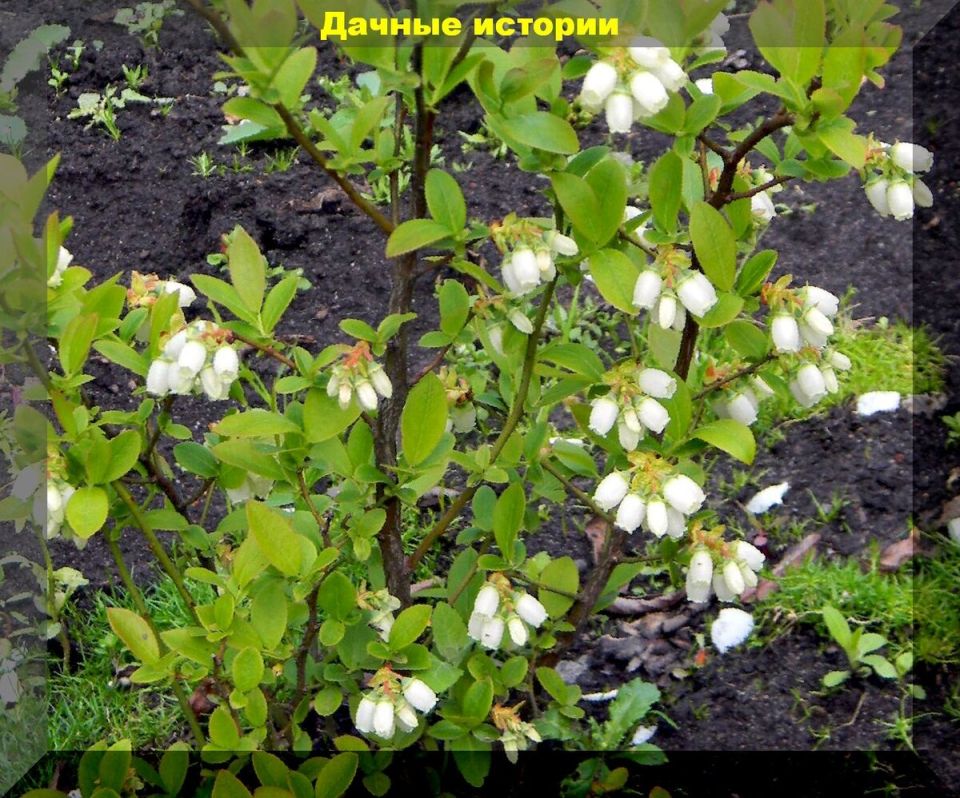 ������ ����� - ������ ������ ��������