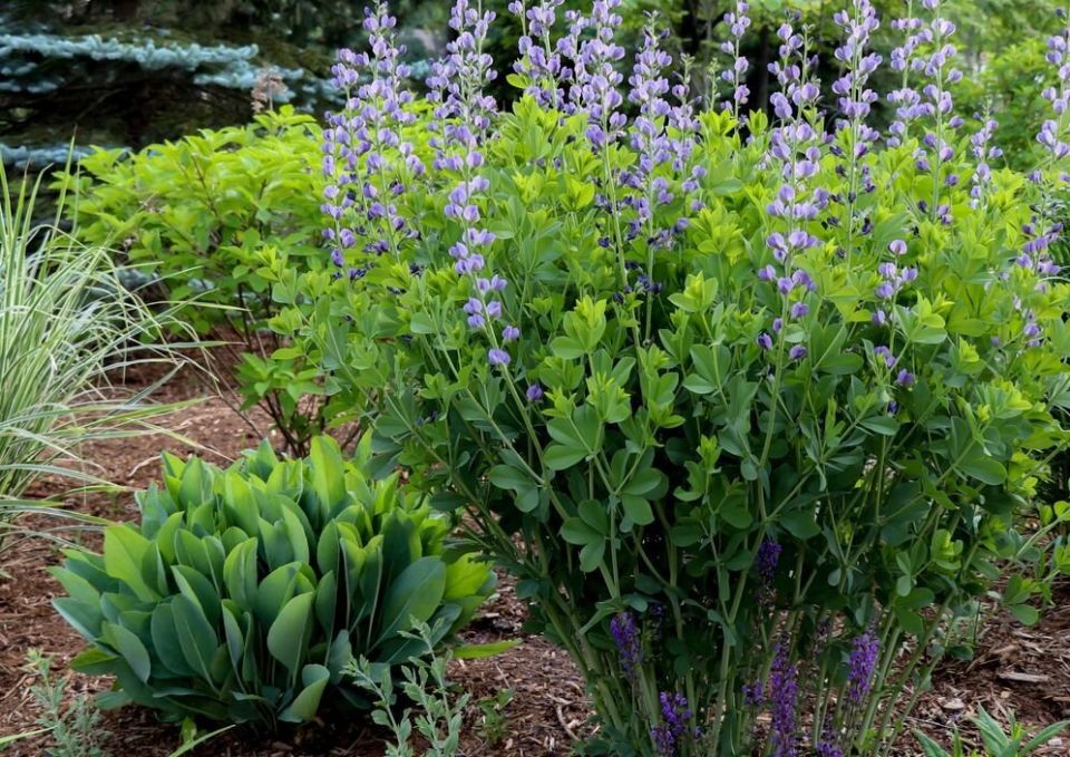 ������ ����� �������� ��� ������ ����: ������� �������