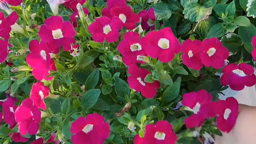 Как выбрать однолетники для клумбы: секреты морозостойкости