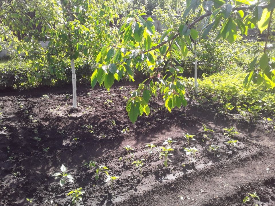 ��� ���������� ������� ��� ��� � ��������� ����