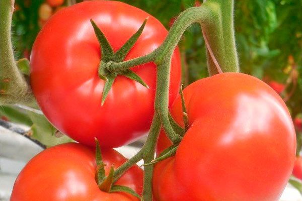 ����� �������: ������� ��������� �����������