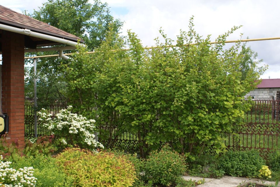 ��� ������ ����� �� ��������: ������ �������� ��� ����� ��������