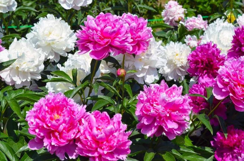 �������� ��������� ��� ������: ������� ������������� ��������