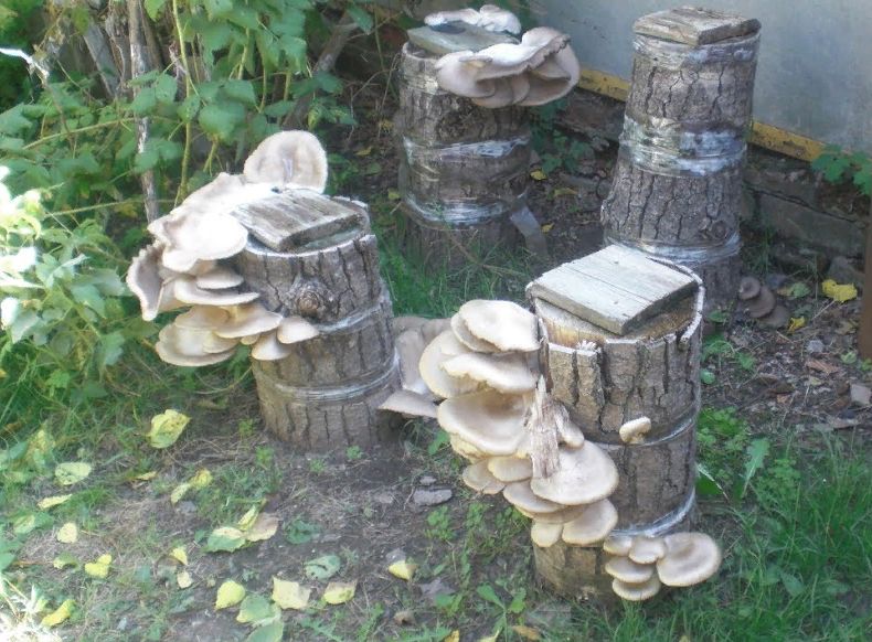 ��� ��������� ����� ������� ����: ��� ������� ������