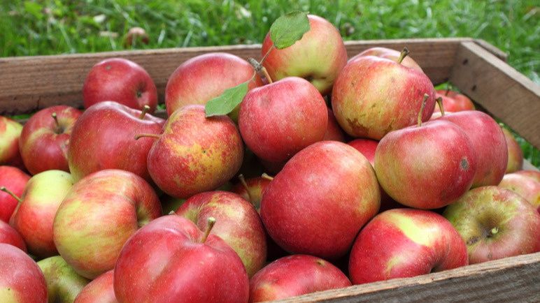 Как скошенная трава изменила уход за плодовыми деревьями и увеличила урожай в четыре раза