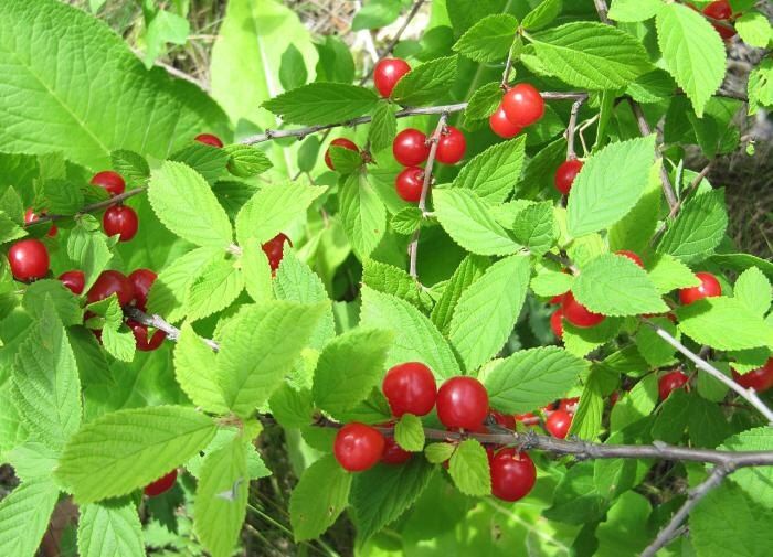 Как сохранить урожай: практические советы по защите ягод от птиц