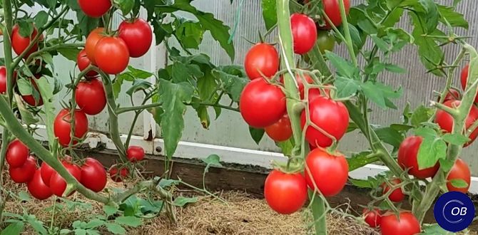 ��� ��������� ��������� �� ���������� � �������� ������� ������