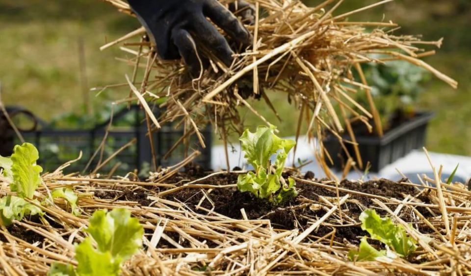 ����������� ��� ��� ������������ ����������: ��� �������� ������� �� ����������� �������