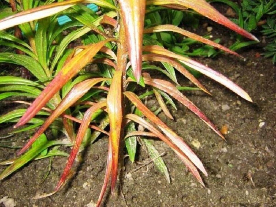 ��� ������ ����� �� ��������� �������: ������� ������� � �������