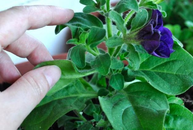 Уход за петунией в открытом грунте: полив и подкормки