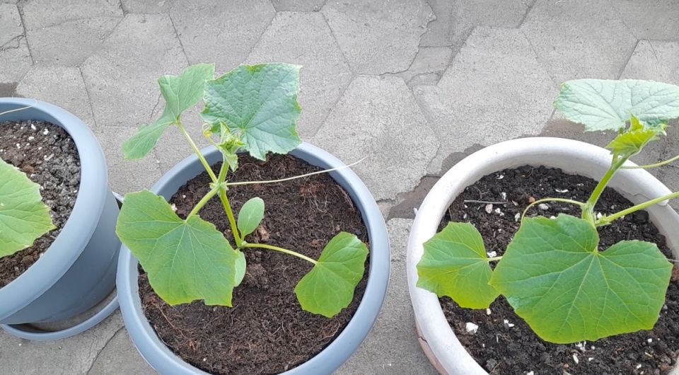 Выращивание огурцов в горшках: как получать свежие плоды на балконе