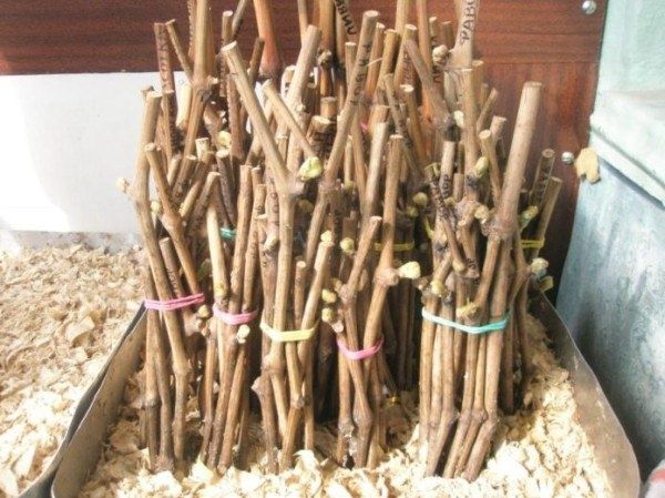 ��� ������� ��������: ������� ������ ��� ���������