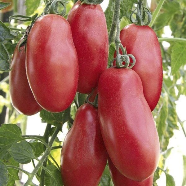 �����, ������� ������� ��� ����: ���������� ��������� � ���������� ������