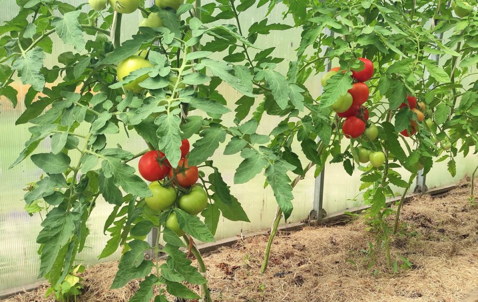 ��� ��������� �� �������� � ����� ������: ������� �������� ���������