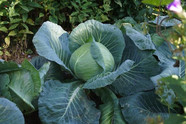 ��� ��������� ������� �� ����: ������ �� ������ � ����������