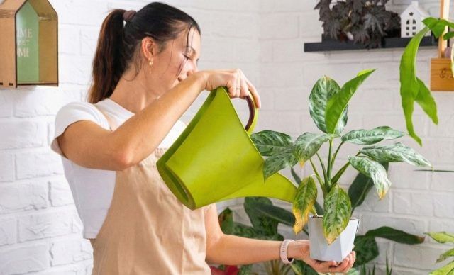 ������ ���� �������� �������� �� ��������: ���� �������