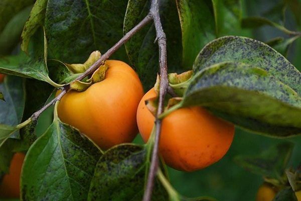 ����������� �����: ����������� ������ � ��������� � �������� ���������