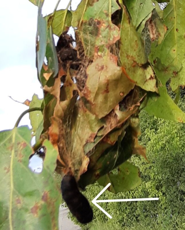 ������ ��� �������: ������� ������� ��� ����� ������������� ������?