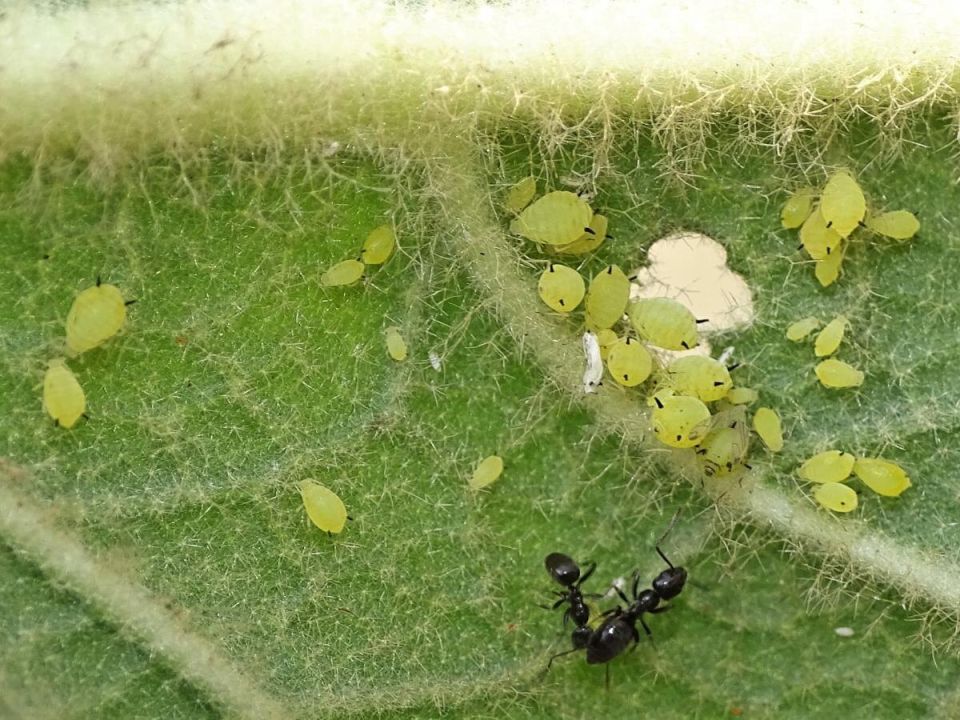 Как вернуть утерянный урожай: советы по борьбе с болезнями сада