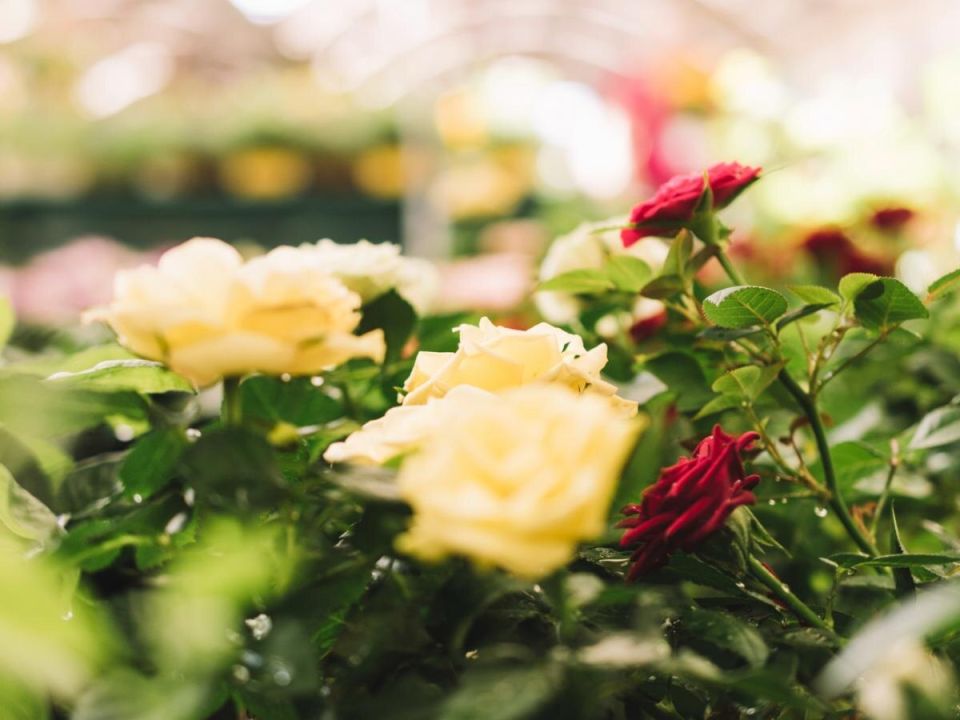 Секреты успешной пересадки роз: советы для садоводов