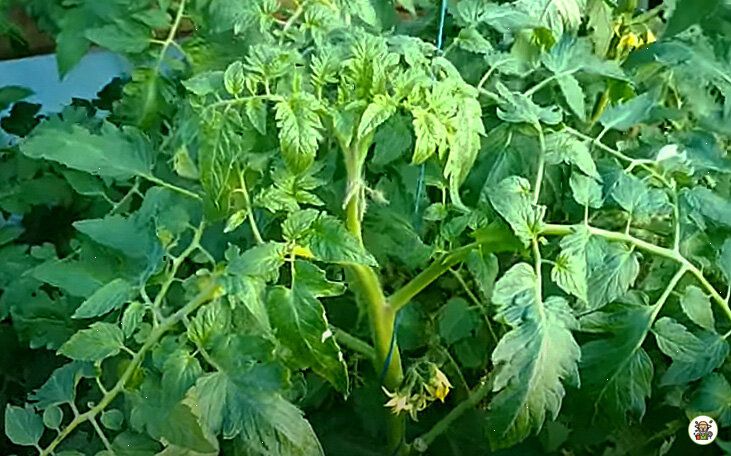 Почему ваши томаты обрастают листьями, но не плодовиты? Разбираемся