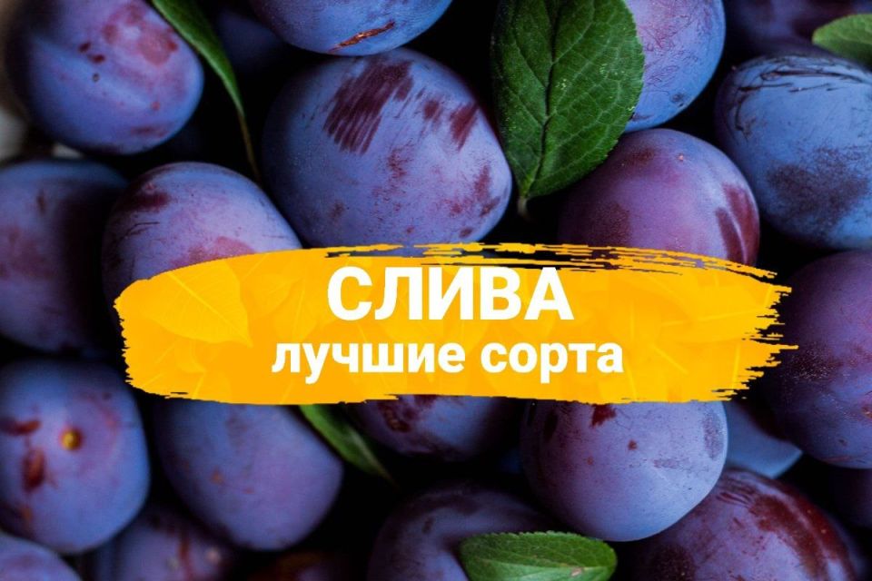 ��� ������� ��������� ���� ����� ��� ������ ����