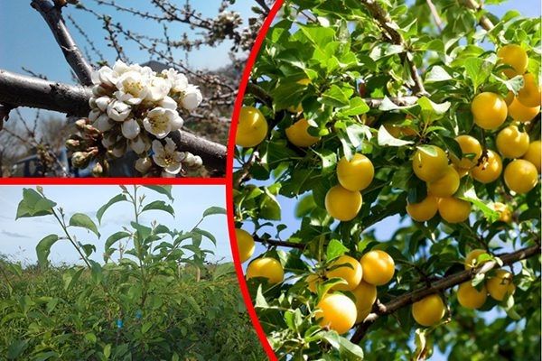 Правила самостоятельного выращивания алычи сорта Злато скифов