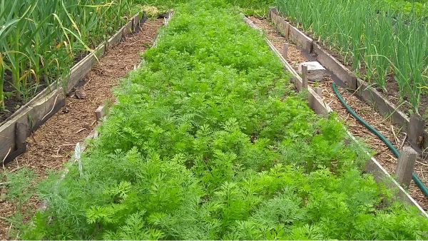 ������ ������� ������� ������ ����� �� ������� �������