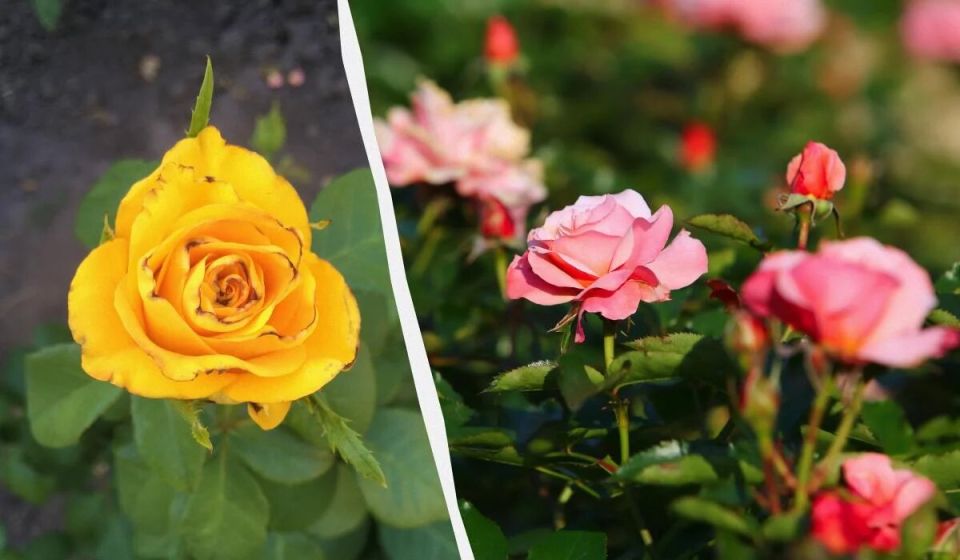 ��� ������ ����: ����������� ������� ������ � ��������