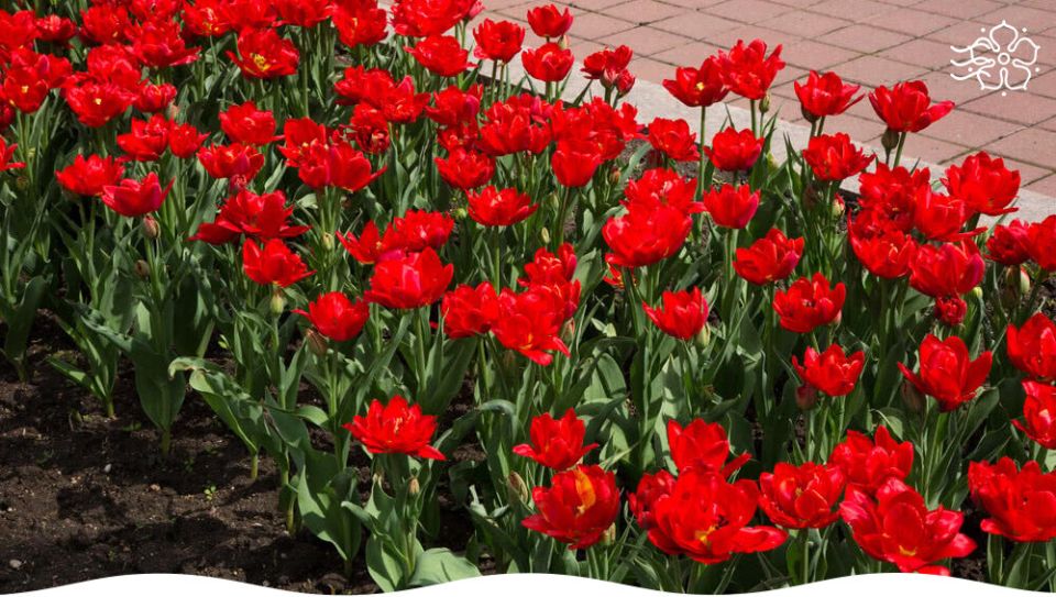 ����� ������� ����������� ��� ������ ����