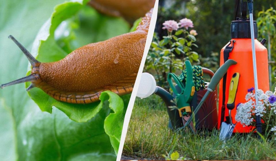 ��� ���������� ���������� ��� �� ������� ������