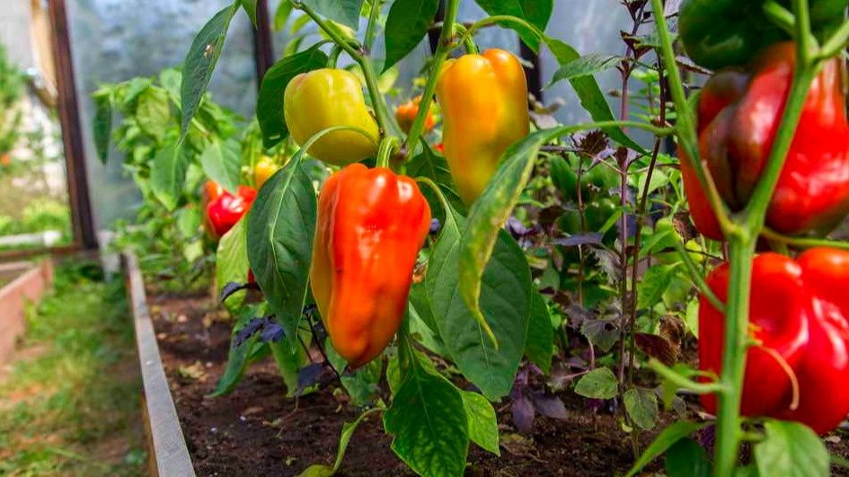 ��� ��������� ������ ������ �� ���������� ������