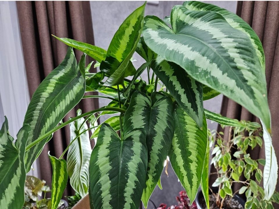 ��� �������� ���������������� ������ ��� ������� ��������� ��������