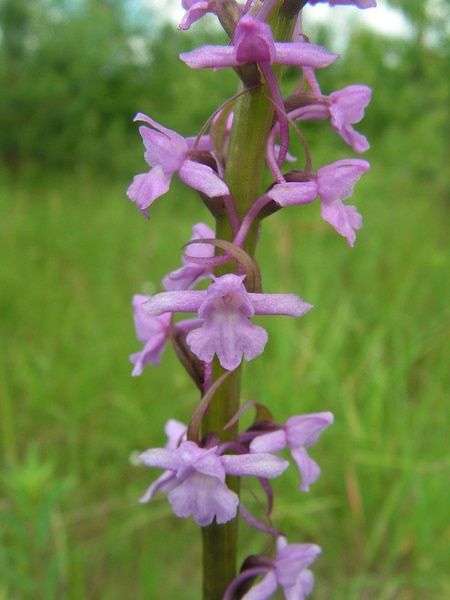 ������ ������ ������� �������� �������� ������������?