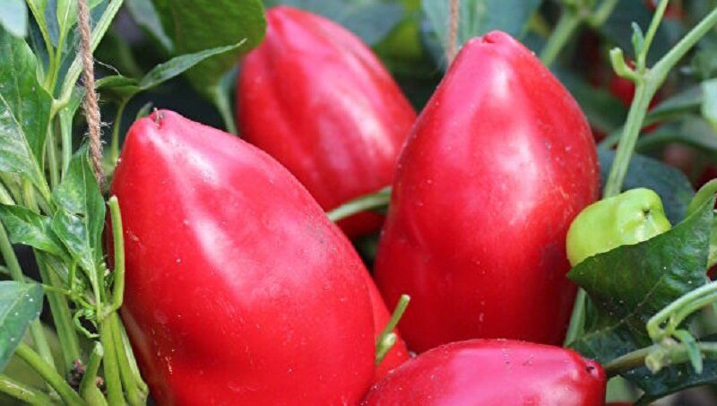 ����������� ����� ���������� ����: ������� ��������� �����������